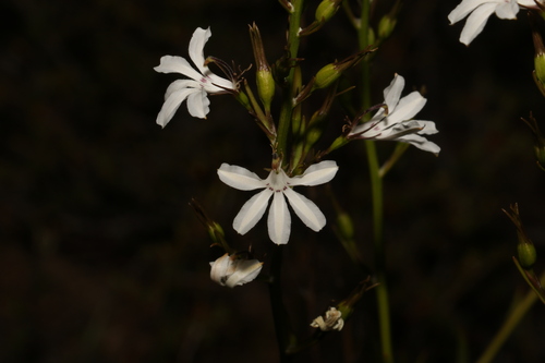 Image of White Goodenia (Goodenia scapigera) by (c) Greg Tasney, some rights reserved (CC BY-SA)