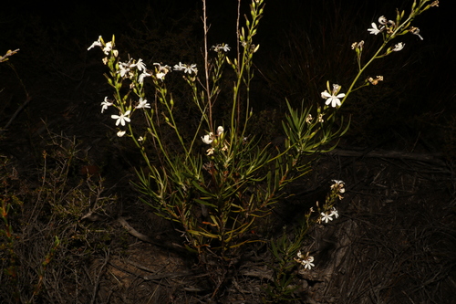 Image of White Goodenia (Goodenia scapigera) by (c) Greg Tasney, some rights reserved (CC BY-SA)