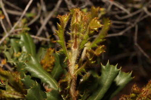 Image of Banksia obovata by (c) Greg Tasney, some rights reserved (CC BY-SA)