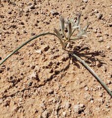 Androstephium breviflorum