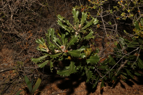 Image of Banksia obovata by (c) Greg Tasney, some rights reserved (CC BY-SA)