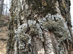 Physconia subpallida