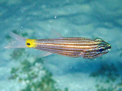 Lined Cardinalfish photo 3