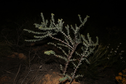 Image of Daviesia pachyphylla by (c) Greg Tasney, some rights reserved (CC BY-SA)