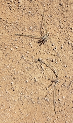 Androstephium breviflorum