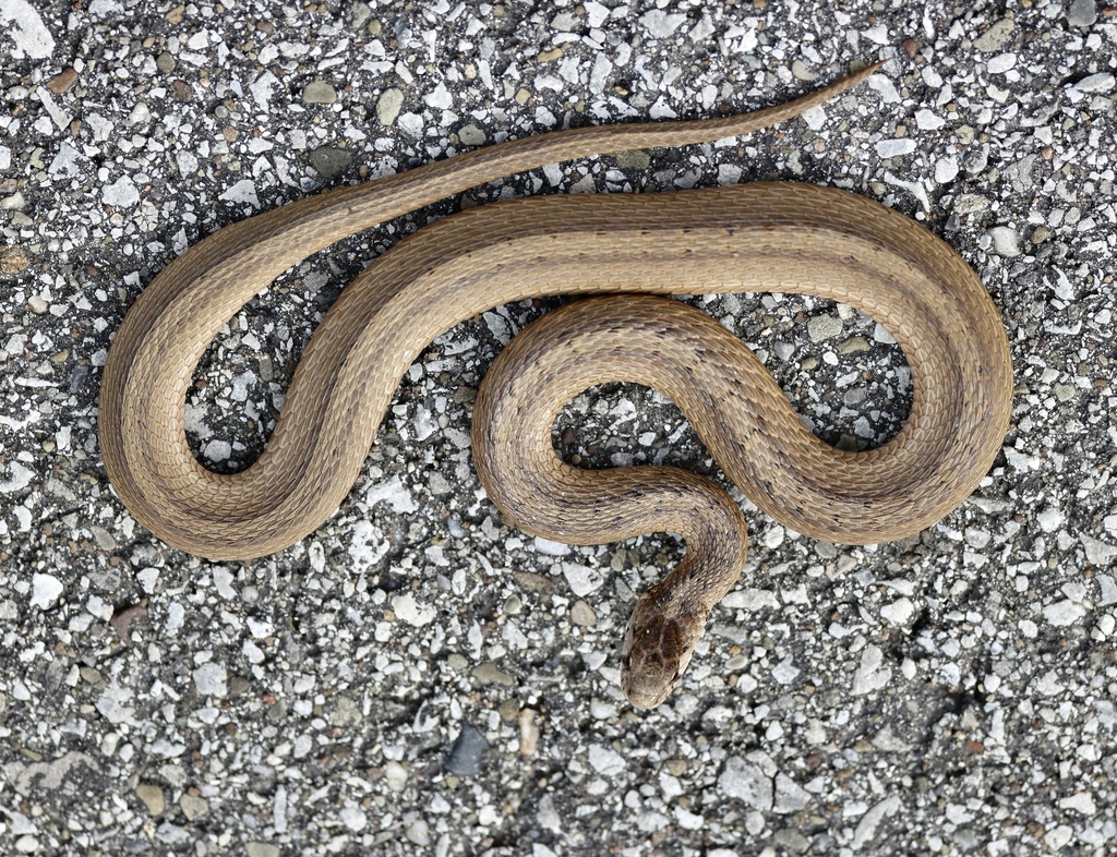 DeKay's Brownsnake from Lucas County, OH, USA on October 26, 2023 at 01 ...