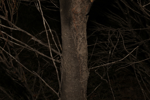 Image of Hakea laurina by (c) Greg Tasney, some rights reserved (CC BY-SA)