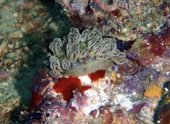 Marionia arborescens