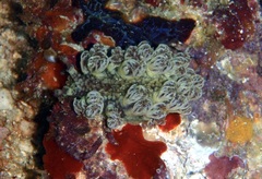 Marionia arborescens