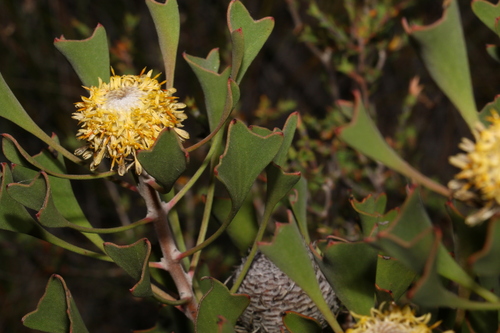 Image of Isopogon trilobus by (c) Greg Tasney, some rights reserved (CC BY-SA)