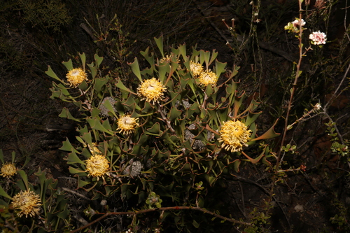 Image of Isopogon trilobus by (c) Greg Tasney, some rights reserved (CC BY-SA)