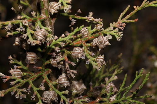 Image of Callitris roei by (c) Greg Tasney, some rights reserved (CC BY-SA)
