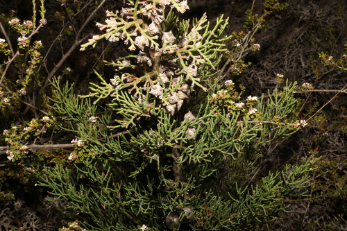 Image of Callitris roei by (c) Greg Tasney, some rights reserved (CC BY-SA)