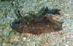 Halgerda willeyi