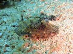 Halgerda willeyi