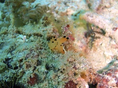 Thecacera