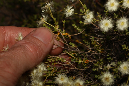Image of Verticordia roei by (c) Greg Tasney, some rights reserved (CC BY-SA)
