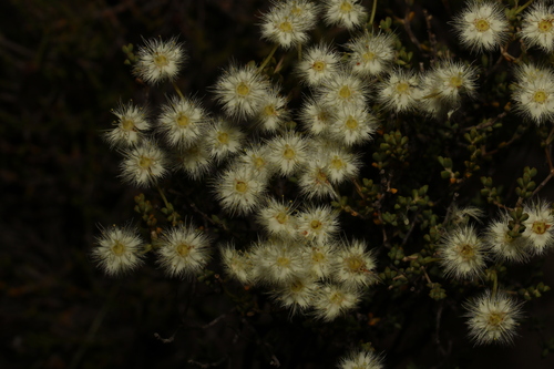 Image of Verticordia roei by (c) Greg Tasney, some rights reserved (CC BY-SA)