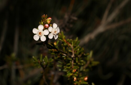 Chamelaucium ciliatum, photograph 4