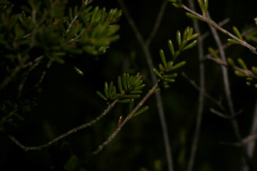 Chamelaucium ciliatum, photograph 5