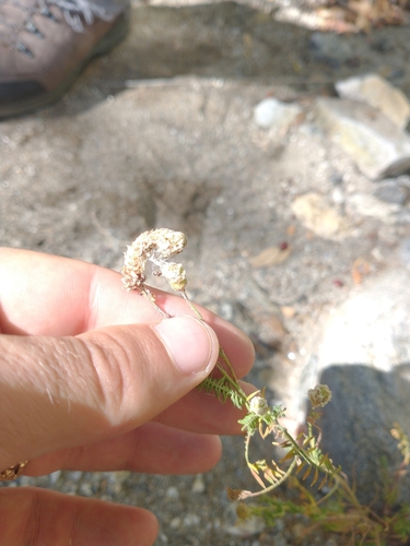 Image of Dalea lumholtzii by no rights reserved