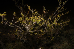 Chamelaucium ciliatum, photograph (c) Greg Tasney, some rights reserved (CC BY-SA)