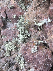 Ramalina labiosorediata