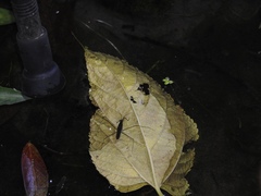 Gerris gracilicornis