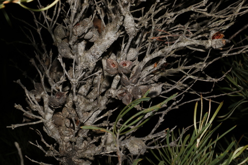 Image of Hakea corymbosa by (c) Greg Tasney, some rights reserved (CC BY-SA)