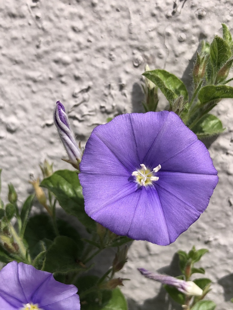 Blue rock bindweed