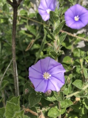 Convolvulus sabatius