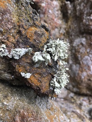 Ramalina labiosorediata