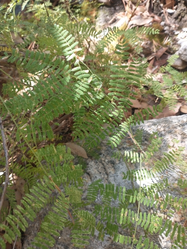 Image of Mimosa grahamii by no rights reserved