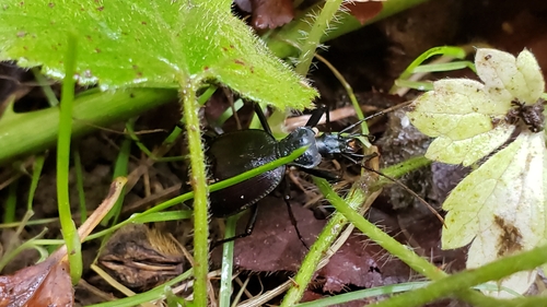 Narrow-collared Snail-eating Beetle photo 4