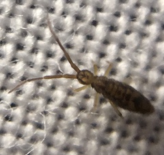 Entomobrya intermedia