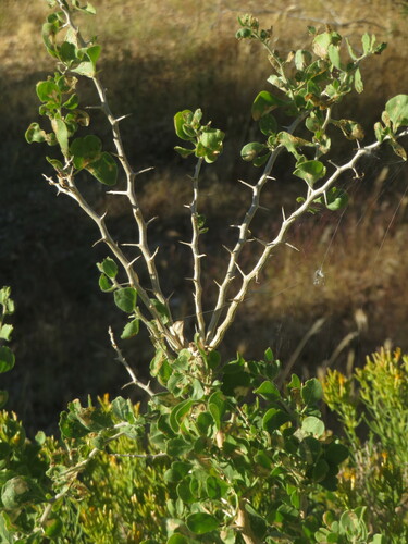 Image of Lycium cooperi by no rights reserved