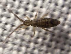 Entomobrya intermedia