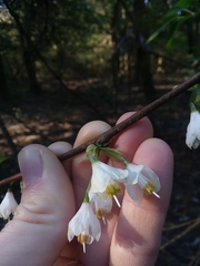 Halesia carolina