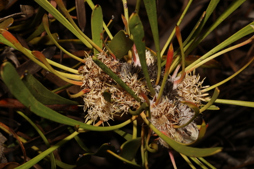 Image of Isopogon polycephalus by (c) Greg Tasney, some rights reserved (CC BY-SA)