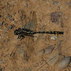 Phanogomphus kurilis