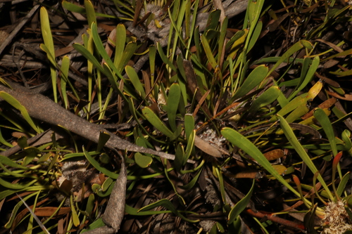 Image of Isopogon polycephalus by (c) Greg Tasney, some rights reserved (CC BY-SA)