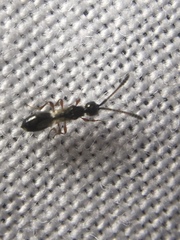 Spilomicrus