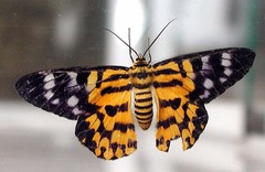 Dysphania subrepleta