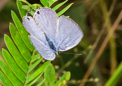 Catochrysops strabo strabo