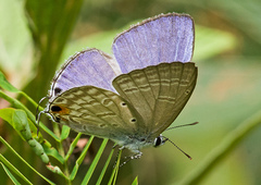 Catochrysops strabo strabo