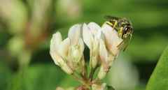 Pseudagapostemon citricornis