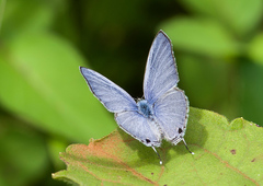 Catochrysops strabo strabo