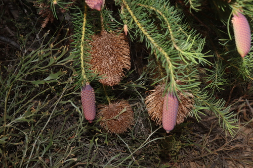 Image of Banksia nutans by (c) Thomas Mesaglio, some rights reserved (CC BY)