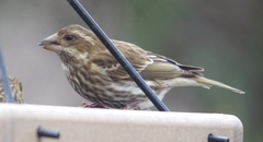 Haemorhous purpureus purpureus