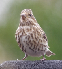 Haemorhous purpureus purpureus